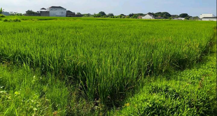 Sawah menghasilkan padi sebagai sumber pangan dan penghasilan masyarakat.